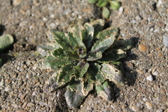 Arabidopsis thaliana