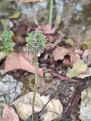 Perilla frutescens