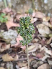 Perilla frutescens