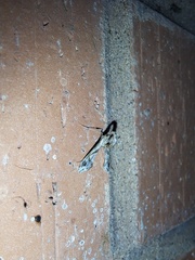 Lineodes