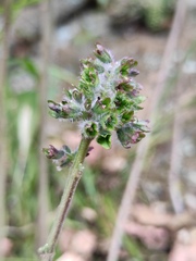 Perilla frutescens
