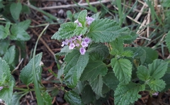 Lantana megapotamica
