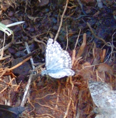 Burnsius orcynoides