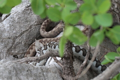Vipera ammodytes ammodytes