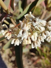 Asclepias glaucescens