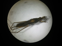 Gerris thoracicus