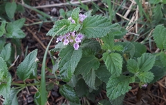 Lantana megapotamica