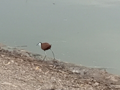 Actophilornis africanus