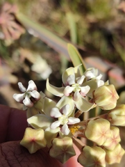 Asclepias glaucescens