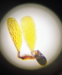 Asclepias glaucescens