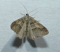 Digrammia continuata