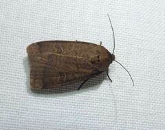 Orthodes cynica