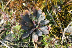 Arabidopsis thaliana