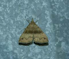 Phalaenostola eumelusalis