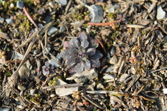 Arabidopsis thaliana