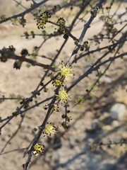 Forestiera