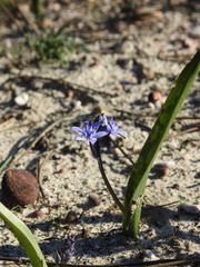 Scilla monophyllos