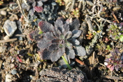 Arabidopsis thaliana