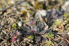 Arabidopsis thaliana