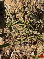 Genista tridentata
