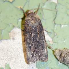 Agrotis segetum