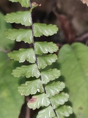 Asplenium normale