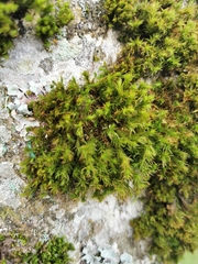 Orthotrichaceae