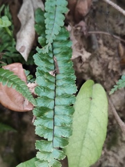 Asplenium normale
