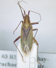 Stenodema holsata