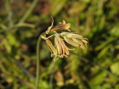 Dipcadi serotinum