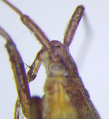 Stenodema holsata