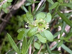 Valantia muralis