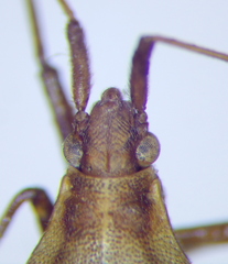Stenodema holsata