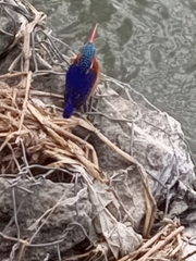 Corythornis cristatus