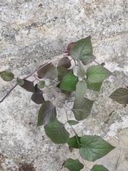 Senecio scandens