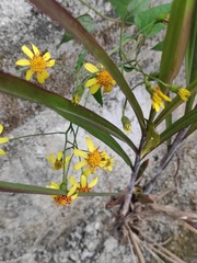 Senecio scandens