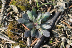 Arabidopsis thaliana