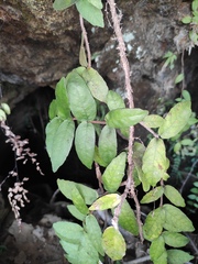 Hydrangea tomentella