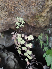 Adiantum capillus-veneris