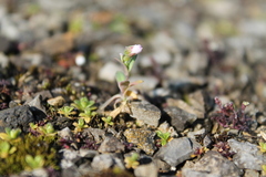 Holosteum umbellatum