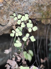 Adiantum capillus-veneris