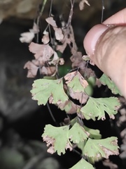 Adiantum capillus-veneris