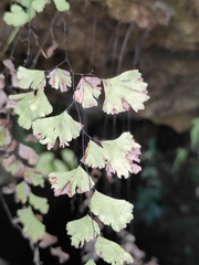 Adiantum capillus-veneris