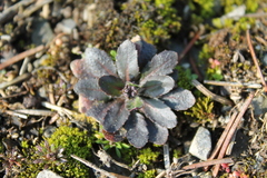 Arabidopsis thaliana