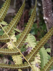 Christella parasitica