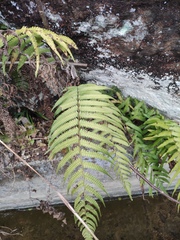 Christella parasitica