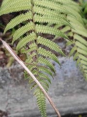 Christella parasitica