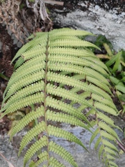 Christella parasitica