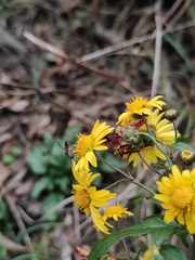 Episyrphus balteatus