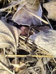 Odontomachus chelifer